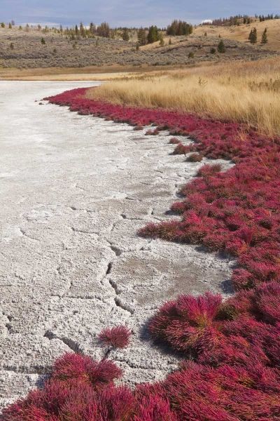 Canada, BC, Kamloops Grass and dried lake bed